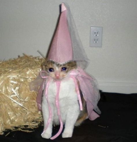 Kitten in princess attire 
