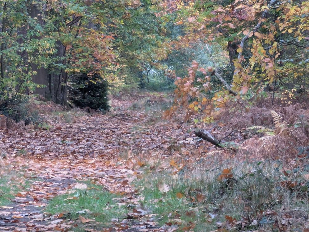 Leaves on the ground in a forest. 