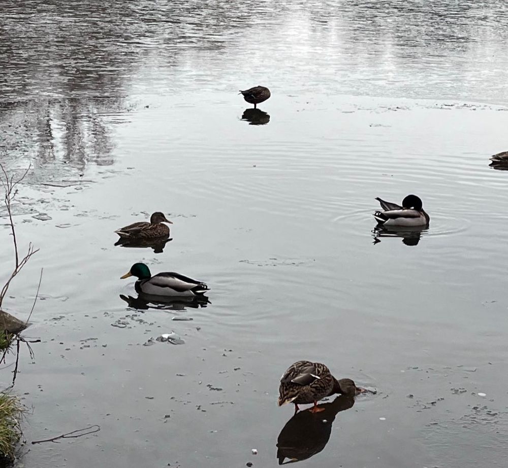 Wasser, zum Teil noch offen, zum Teil gefroren. Darauf sind Enten, entweder noch schwimmend oder auf der Eisfläche stehend.