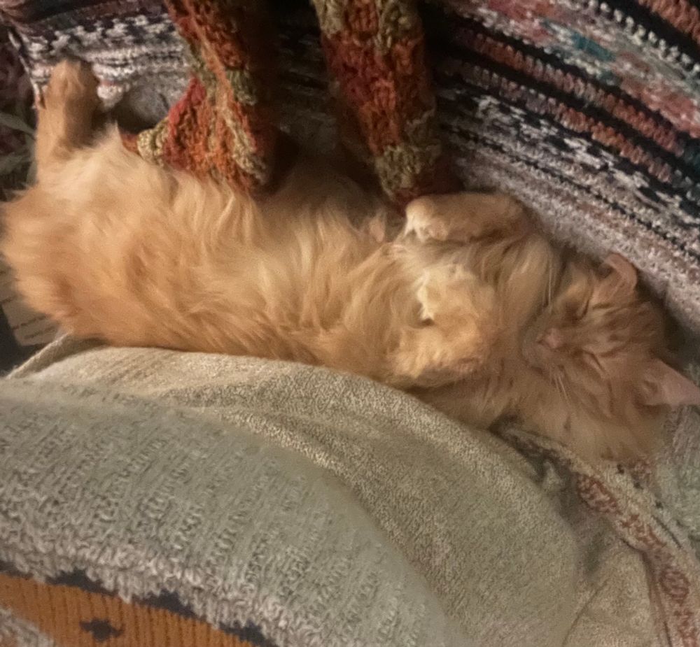 Hades the orange long haired cat is wedged behind their owner in a chair. Belly up sleeping. 
