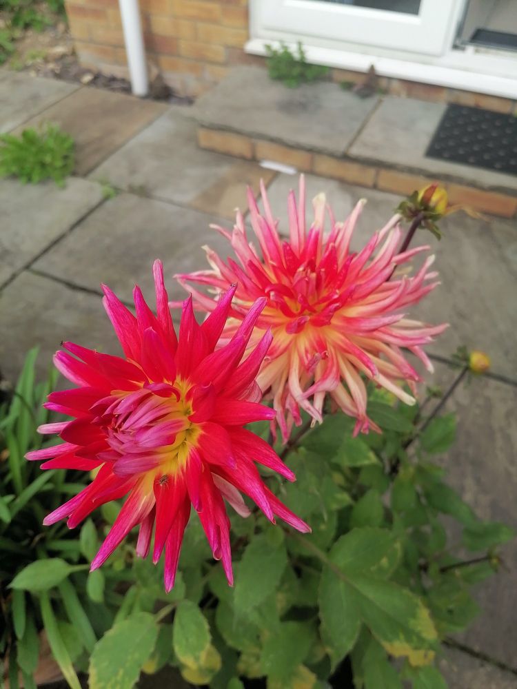 Pink and yellow dahlias growing in a pot.