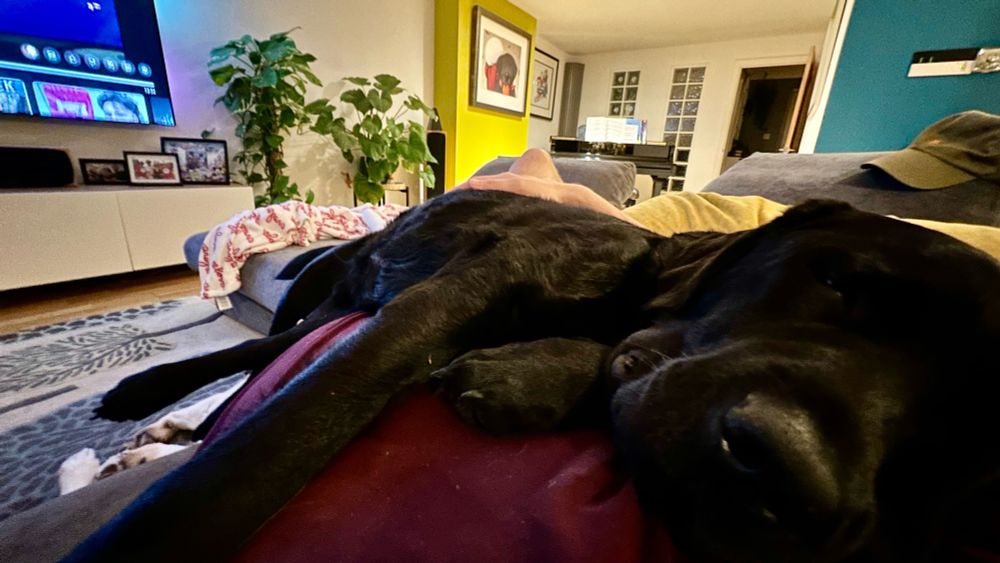 My 36KG black Labrador asleep having climbed up onto my chest while I lay on the sofa in my lounge watching TV