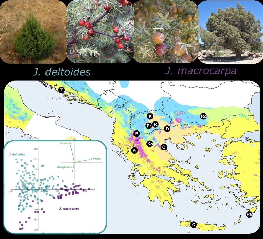 Red berry junipers – Juniperus deltoides and Juniperus macrocarpa and their distribution are presented on the map of southeast Europe. Black dots represent the localities where samples were taken. A discriminant analysis scatter plot shows the complete separation of two species based on leaf essential oil composition. 