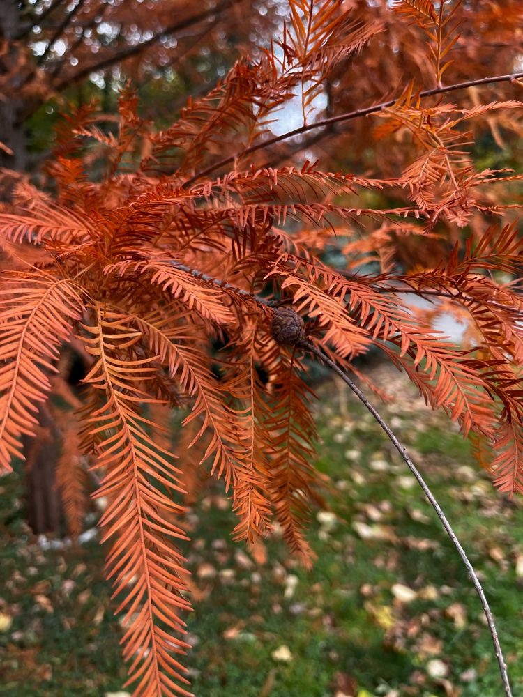 Branches with Copper red leaves of taxodium in belgrade botanical garden