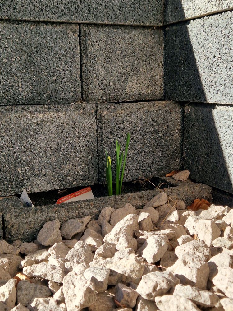 Pflanze vor grauer steinmauer, umgeben von Steinen.