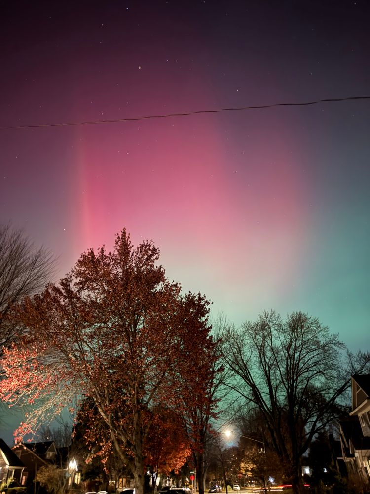 Pink and green aurora above trees that have lost their leaves 