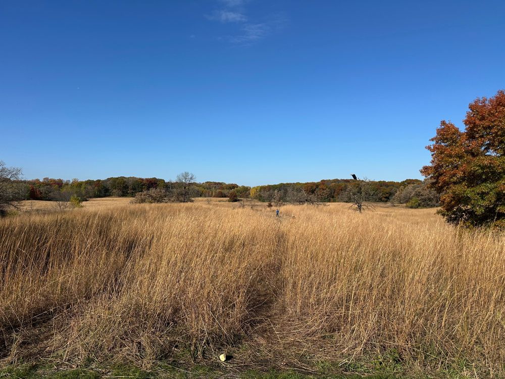 Fall prairie grass in the foreground with a bright blue sky above. 
