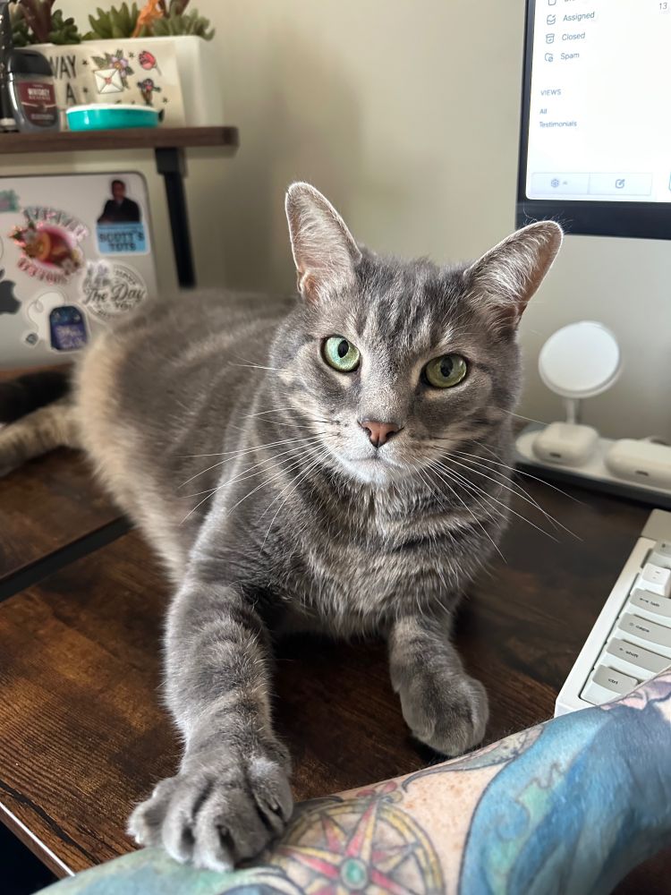 A silver tabby cat is laying on a desk and putting his paw on his human's arm (which is tattooed) to ask for attention. He is the world's most handsome boy. There is a laptop in the background with stickers on it and one of them is a sticker that says "This laptop is prowered by Scott's Tots" - iykyk