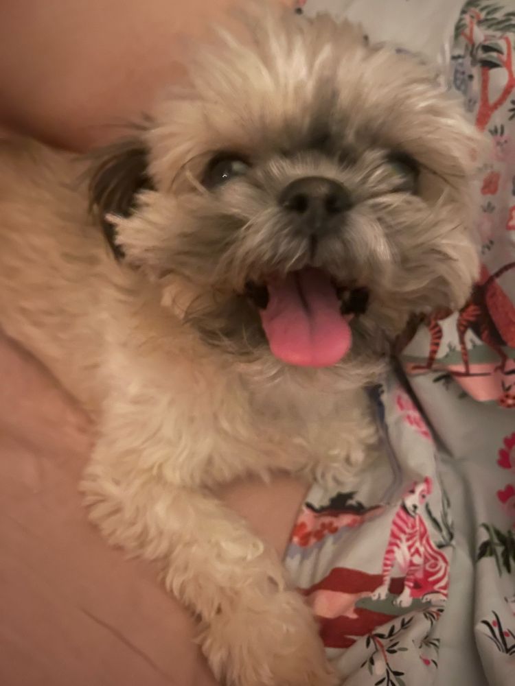 A small tan and white shih tzu with dark ears looking all scruffy with her tongue hanging out.