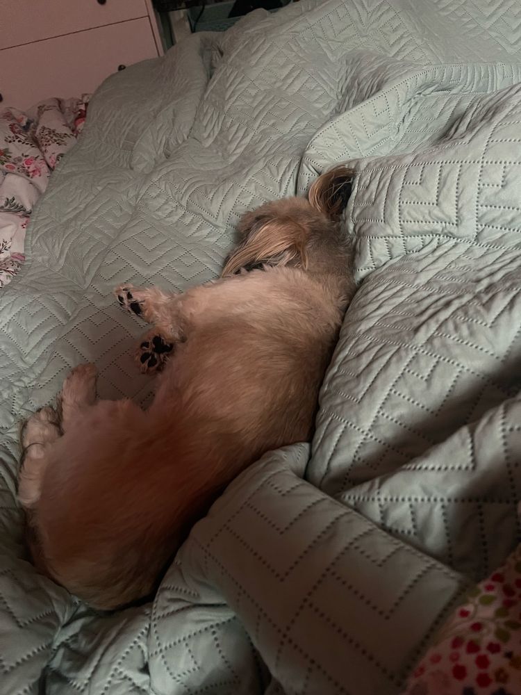 A small tan Shih Tzu curled up on her side atop a green blanket.