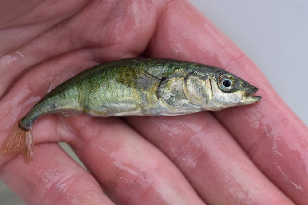 A cool fish