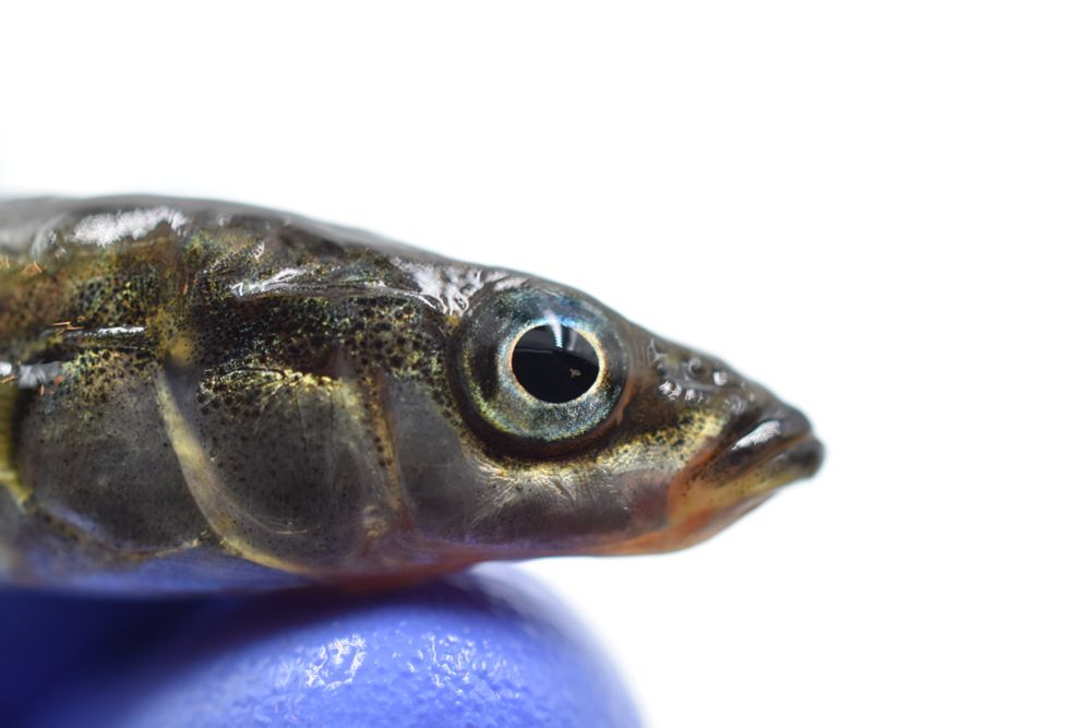 A closeup of a stickleback fish