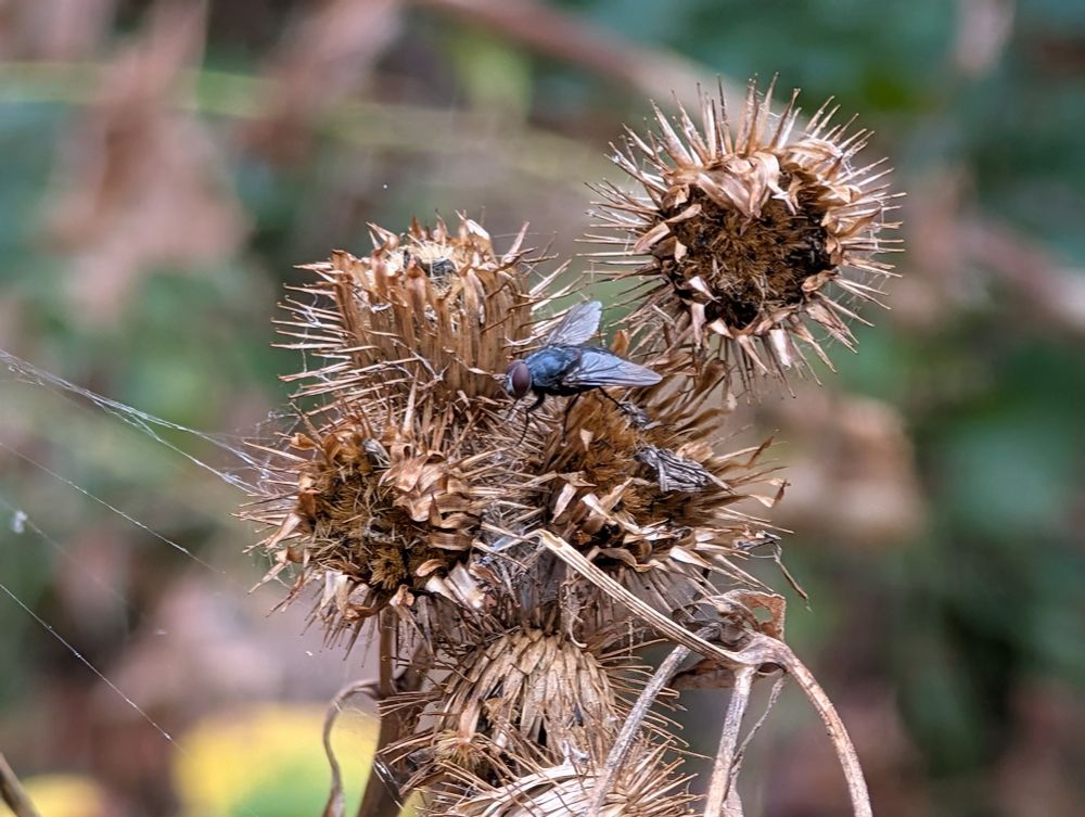 A close up photo of a fly perched on a burdock cluster with a spider web close by, I suspected it was trapped in the silk.