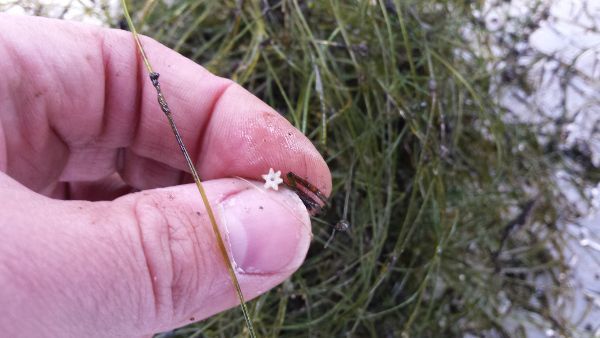 A flower of the starry stonewort pinched between a finger and thumb over a pile of starry stonewort in the background. 