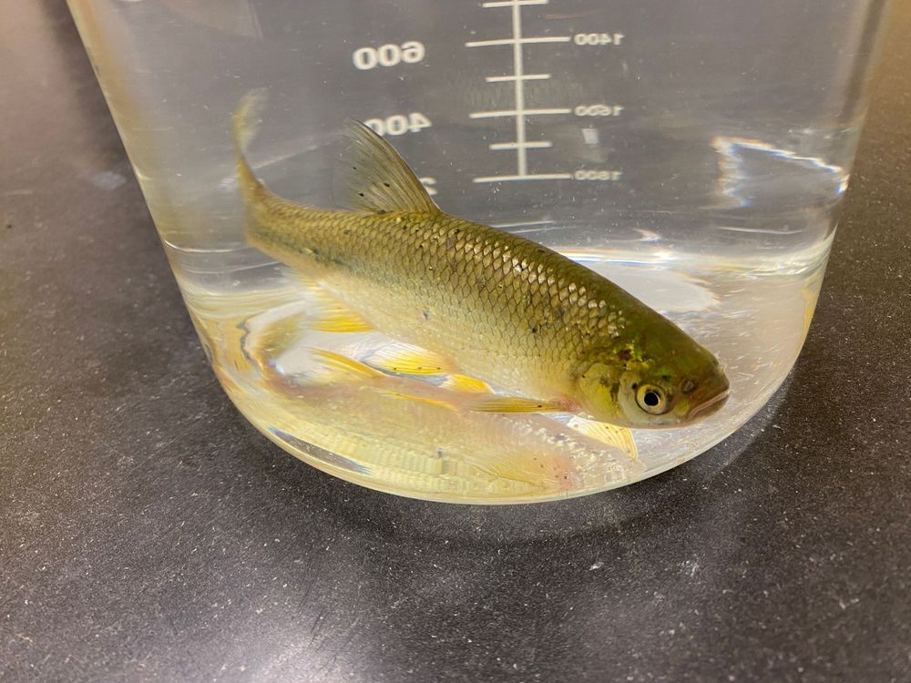 A Golden Shiner fish inside a flask of water. Credit: Minnesota Sea Grant.