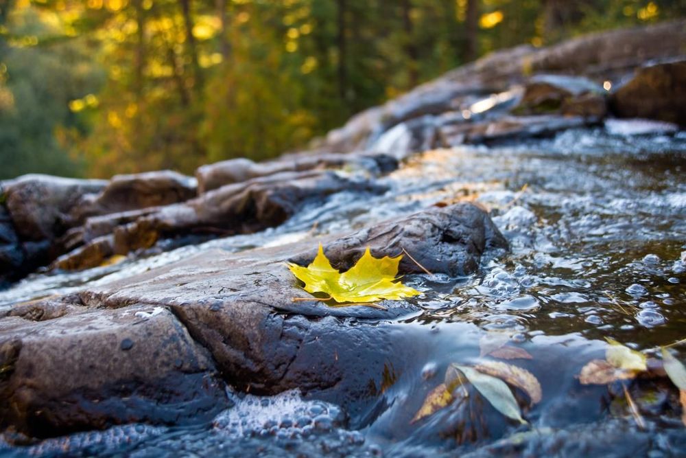 A leaf floating on a running rocky creek, with a forest in the background. Image credit: UMPR.