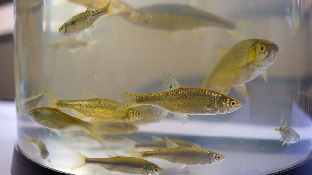 A jar of small, golden minnows, called Golden Shiners, swimming. Credit: C. Dettmann/MNSG. 