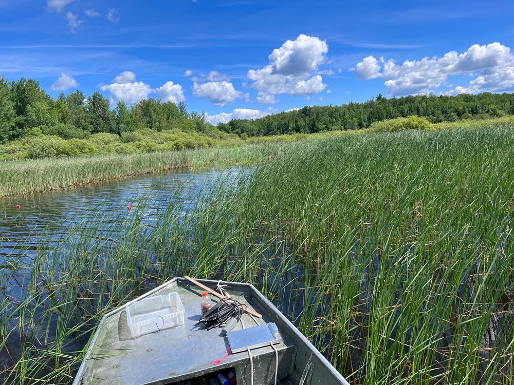 A wetland covered in cattails, with a patch removed, under a bright blue sky. The tip of a silver boat is visible. Credit: Brendan Nee/MNSG.