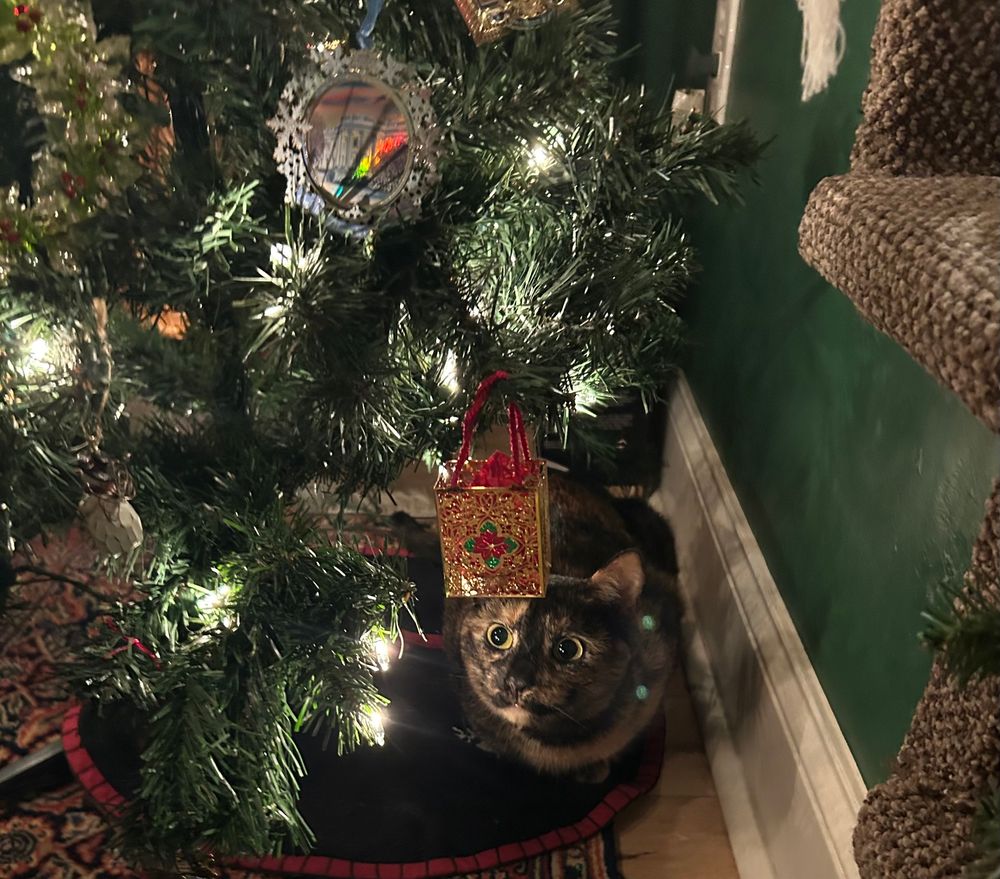 A small tortoiseshell cat, named Newt, underneath a small faux Christmas tree. Newt is looking up at a gold bag ornament with interest. Newt is sitting on a black and red tree skirt which is placed on a navy blue patterned rug. 