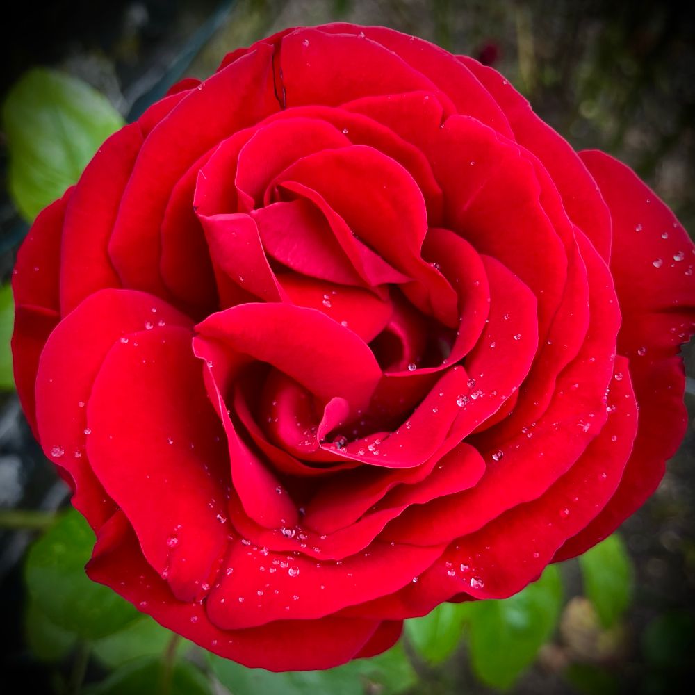 A deep red rose with rain drops on it 