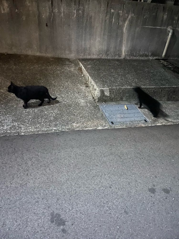 夜道にいる黒猫（2匹）