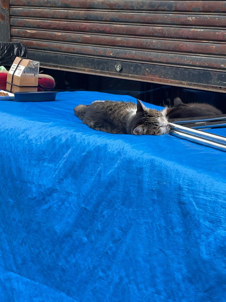 ビニールシートの上で寝ている猫