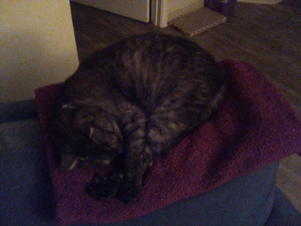 Charlie a black striped tabby cat, laying on the back of the chair asleep with his nose tucked under his front leg and back legs are stretched up to his face.