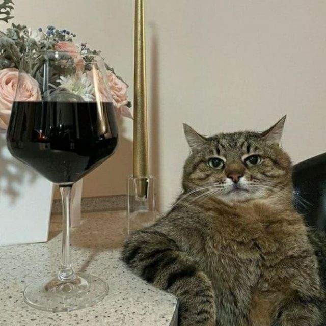 A brown tabby cat sitting in a chair like a human looking into the camera with his elbow propped on a side table, that has a glass of wine sitting on it... 😸