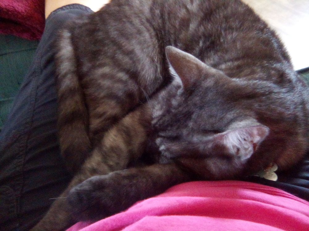 Charlie is a black striped tabby cat laying on his humans lap getting and giving love after a hard day 🐾