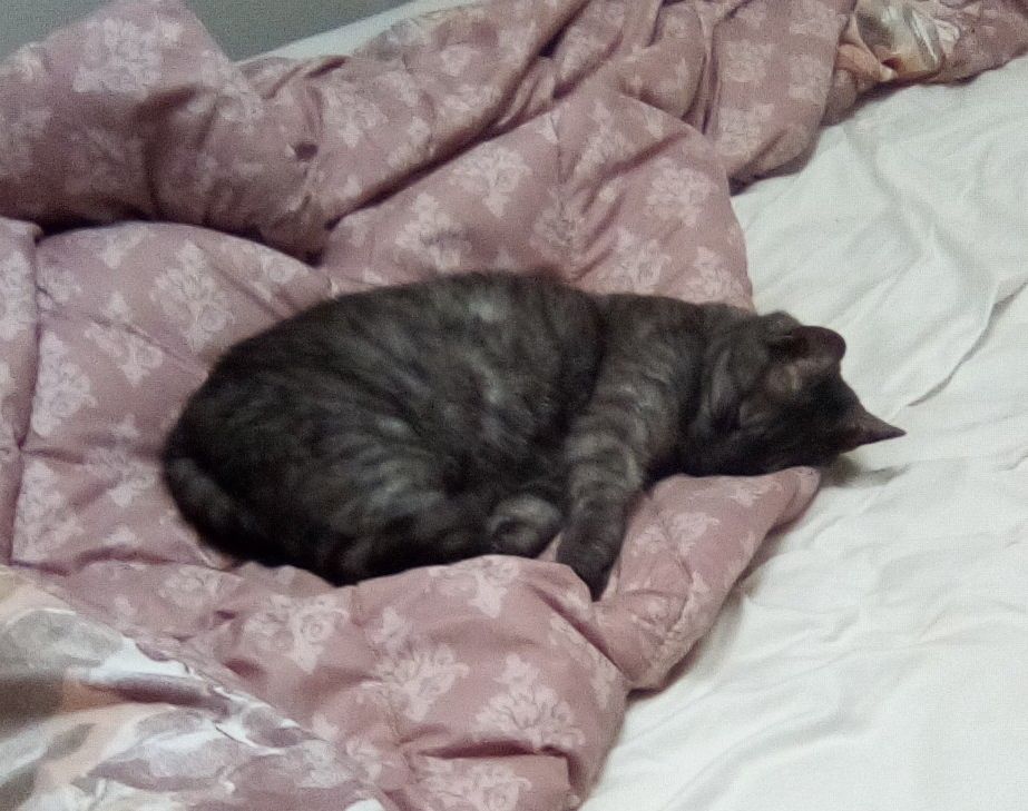 Charlie a black striped tabby cat laying in an unmade bed sound asleep.❤️