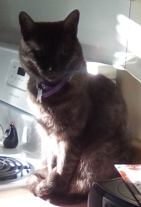 Charlie is a black striped tabby cat sitting in the sun with his face in the shadows...