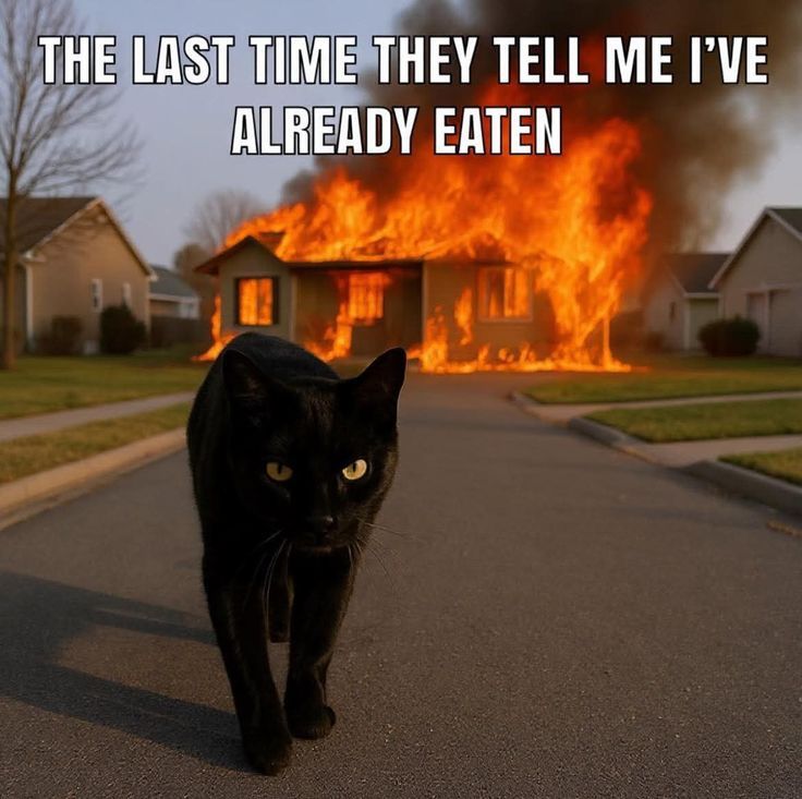 A black cat walking away from a burning house...
With the words: The last time they tell me I've already eaten🐾
