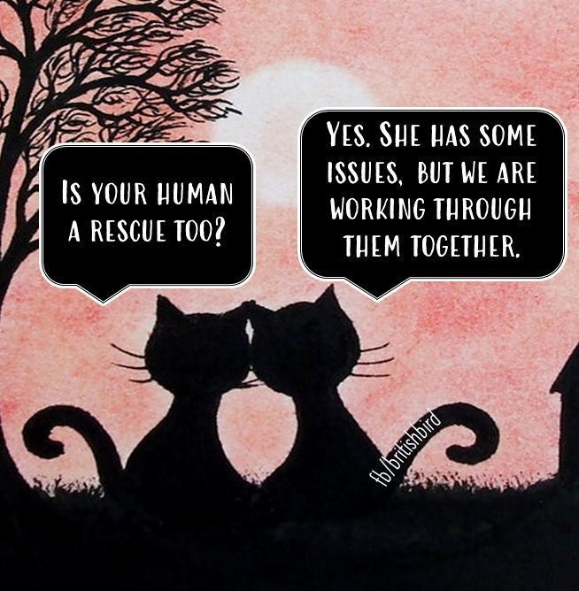 A silhouette of two cats facing away, sitting side by side - the one on the left asks Is your human a rescue too? And the one on the right replies Yes. She has some issues. But we are working through them together.🐾❤️