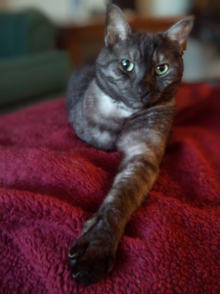 Charlie is a black striped tabby cat laying on the ottoman, with one leg stretched out towards the you, looking into the camera with what looks like a smile...