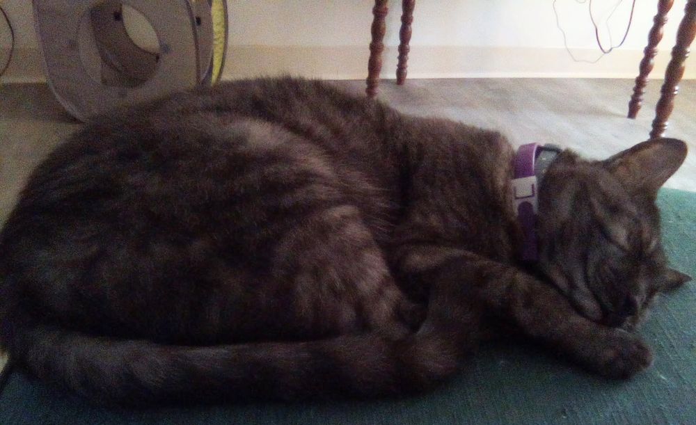 Charlie is a black striped tabby cat laying on the ottoman sleeping. He looks like he's smiling in his sleep.