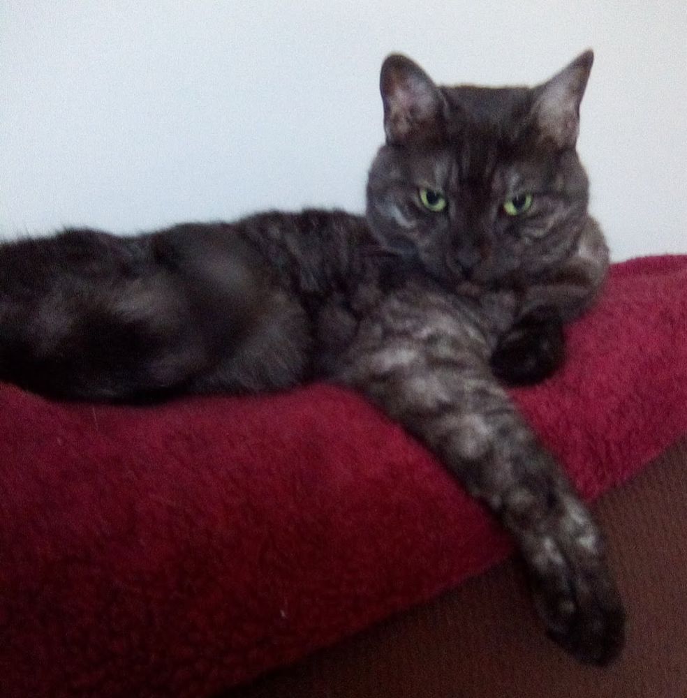 Charlie is a black striped tabby cat laying on the back of the couch with one front leg dangling, looking into the camera like he's flirting and at the same time judging you...