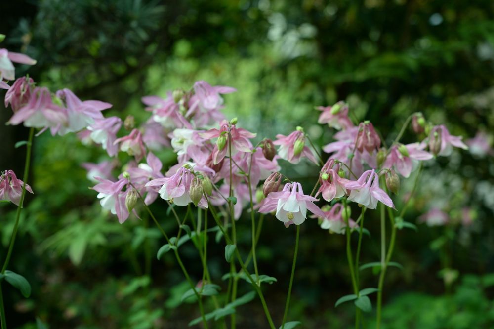 満開のオダマキの花