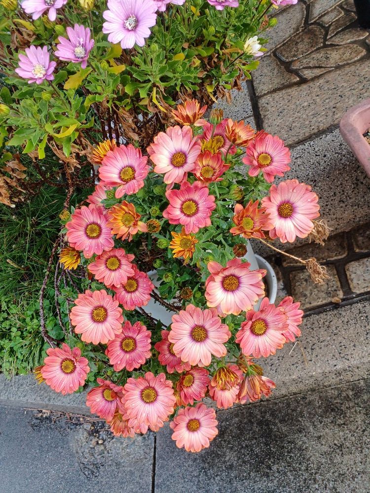 オステオスペルマム開花。