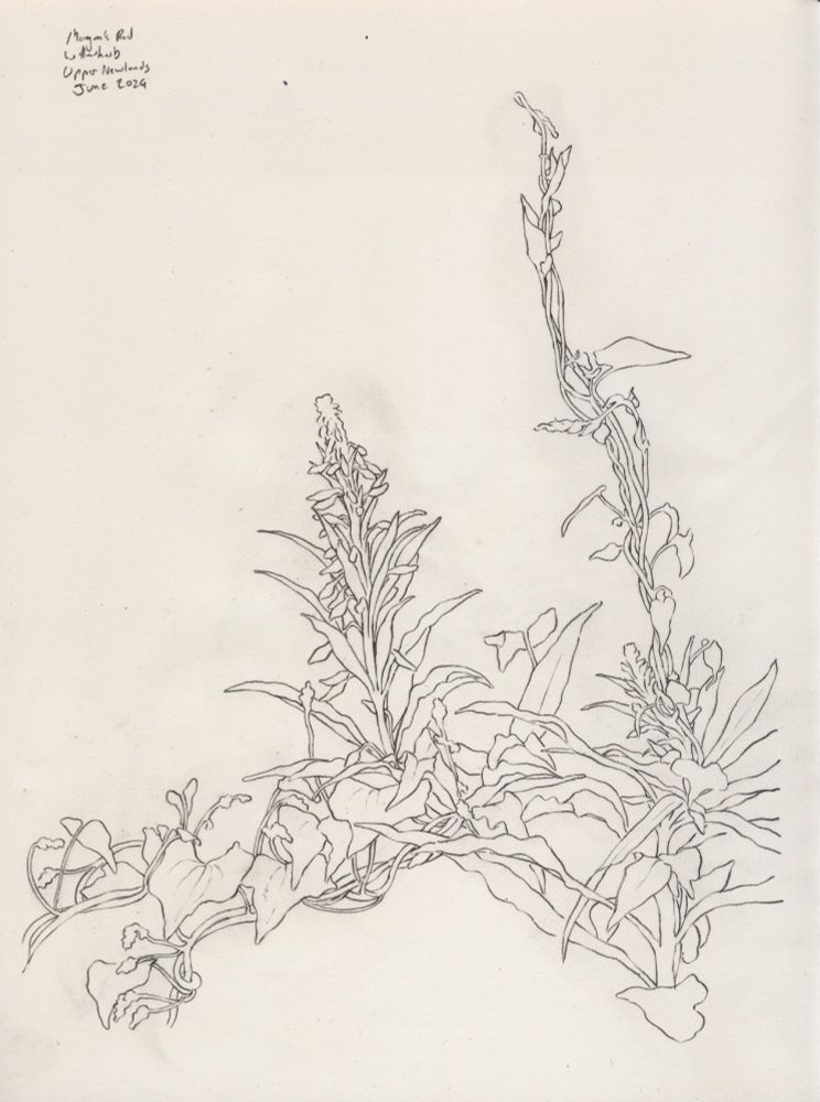 of bryony vines growing on fireweed