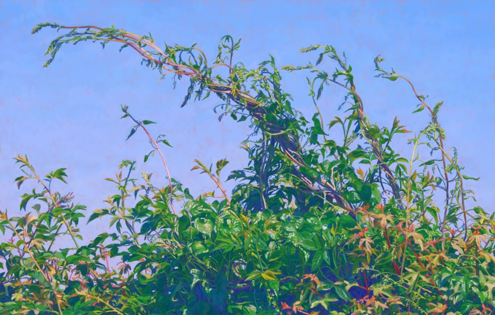 of black bryony vines
