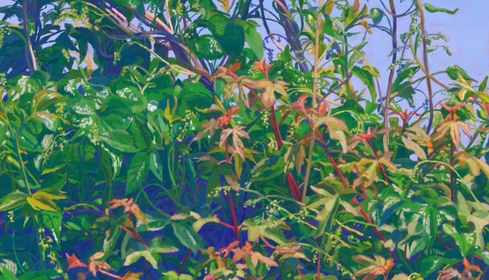 Detail of black bryony in a hedge 