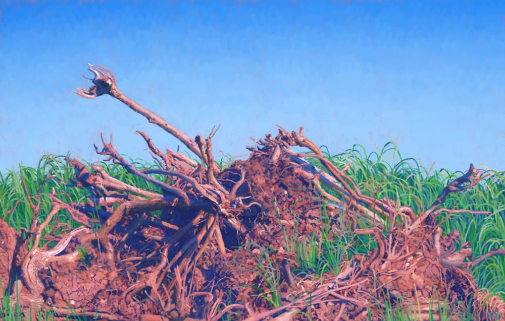 of exposed roots