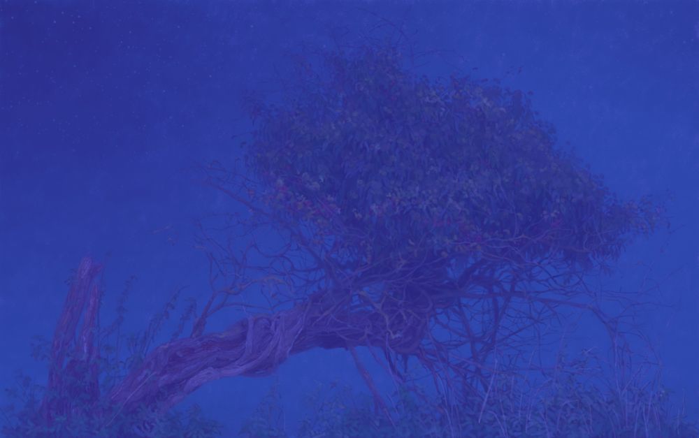 of a hawthorn at night with ivy blooming 