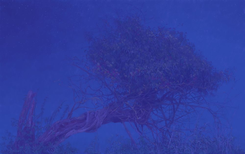Of ivy growing on hawthorn at night 