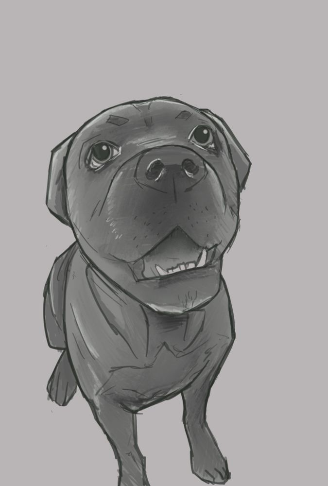 Gray cane corso, very cute