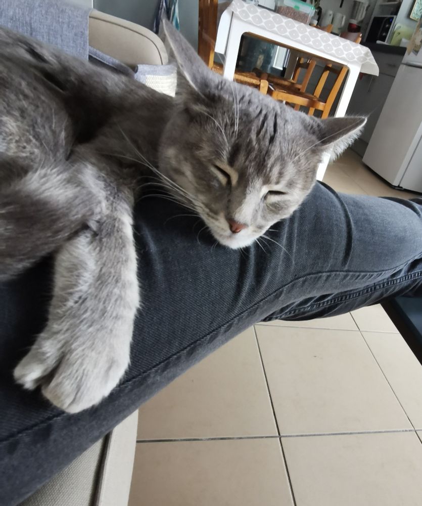 Chat gris tigré couché sur mes jambes allongées. Il a les yeux fermés, sa tête est posée sur ma cuisse. 