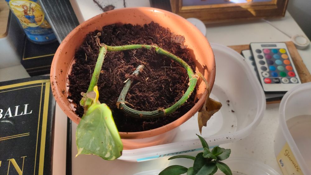 This plant is doing quite well, it had lots of roots developing and spiraled around the pot it was in initially 