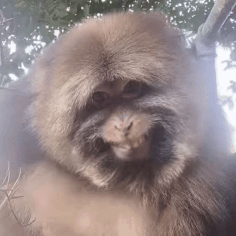 a close up of a monkey 's face in a tree .