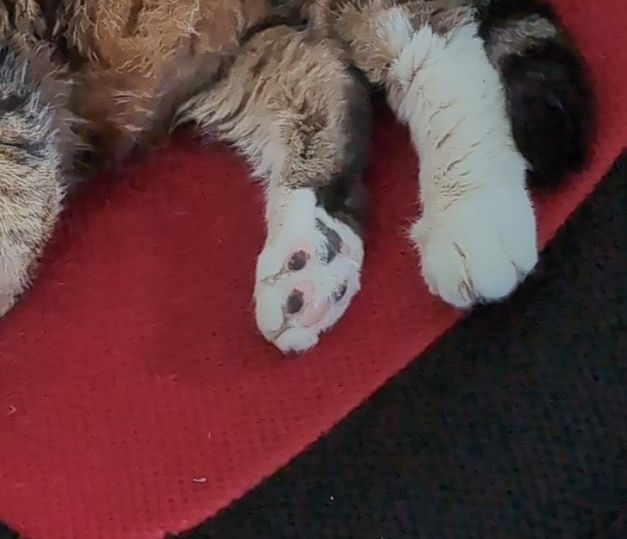 Multicoloured kitty toe beans