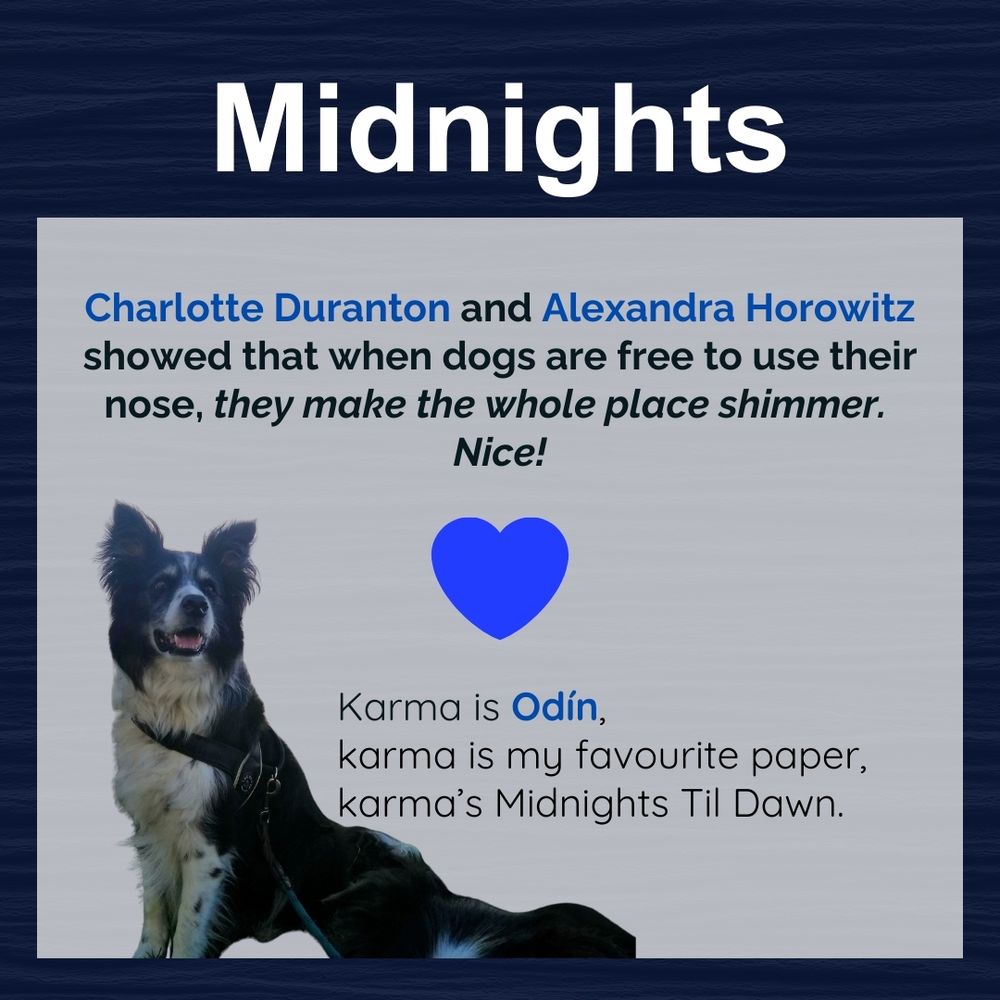 Dark navy background with the word “Midnights” in bold white font at the top. The text says: “Charlotte Duranton and Alexandra Horowitz showed that when dogs are free to use their nose, they make the whole place shimmer. Nice!” A bright blue heart icon appears below. At the bottom left, Odín, a black-and-white Border Collie, sits wearing a harness, looking happy. The caption reads: “Karma is Odín, karma is my favourite paper, karma’s Midnights Til Dawn.”